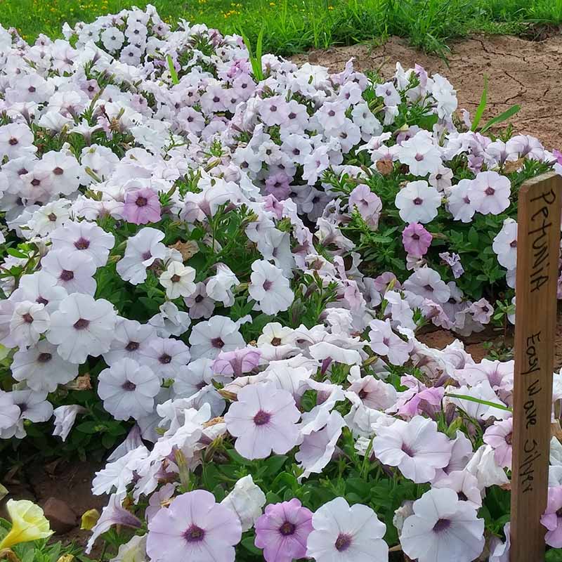 Petunia Easy Wave Silver F1 hybrid for Hanging Baskets/Pots ( spreads upto  3 feet )