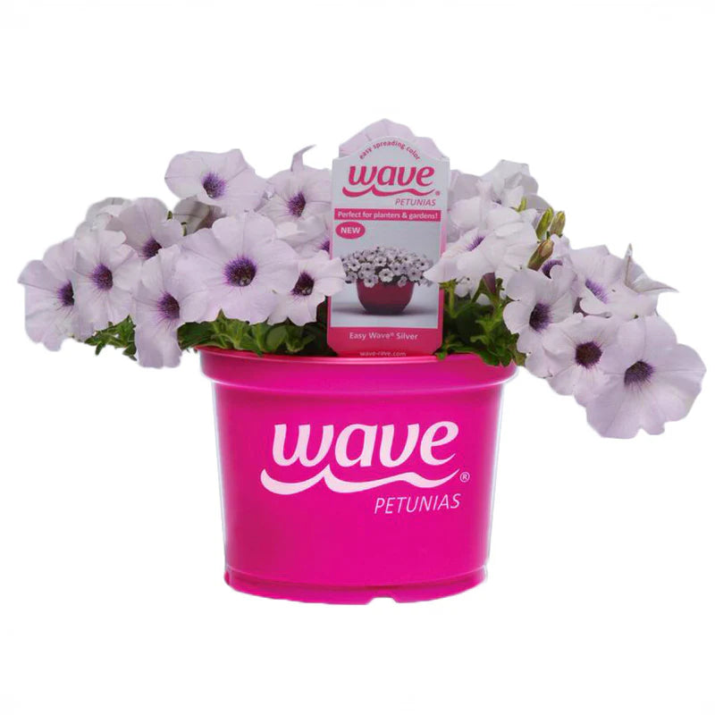 Petunia Easy Wave Silver F1 hybrid for Hanging Baskets/Pots ( spreads upto  3 feet )