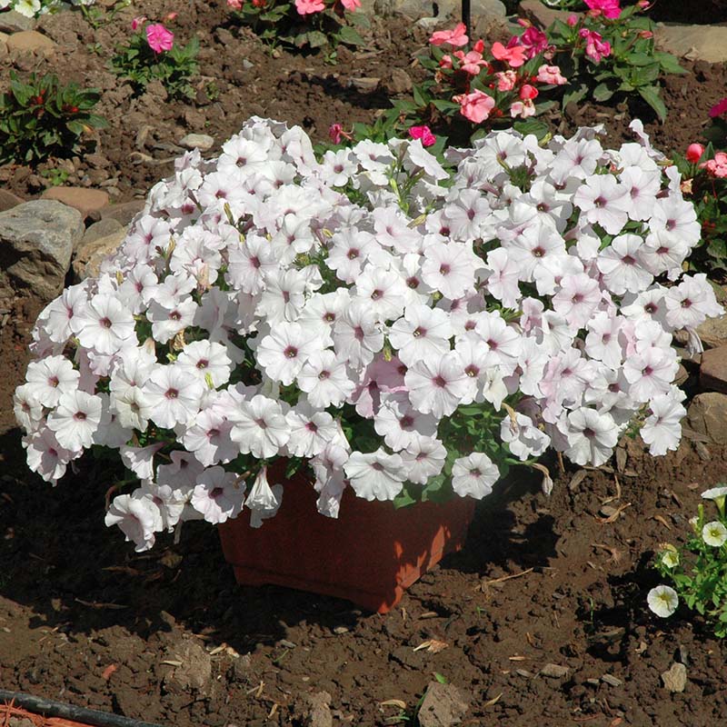 Petunia Easy Wave Silver F1 hybrid for Hanging Baskets/Pots ( spreads upto  3 feet )