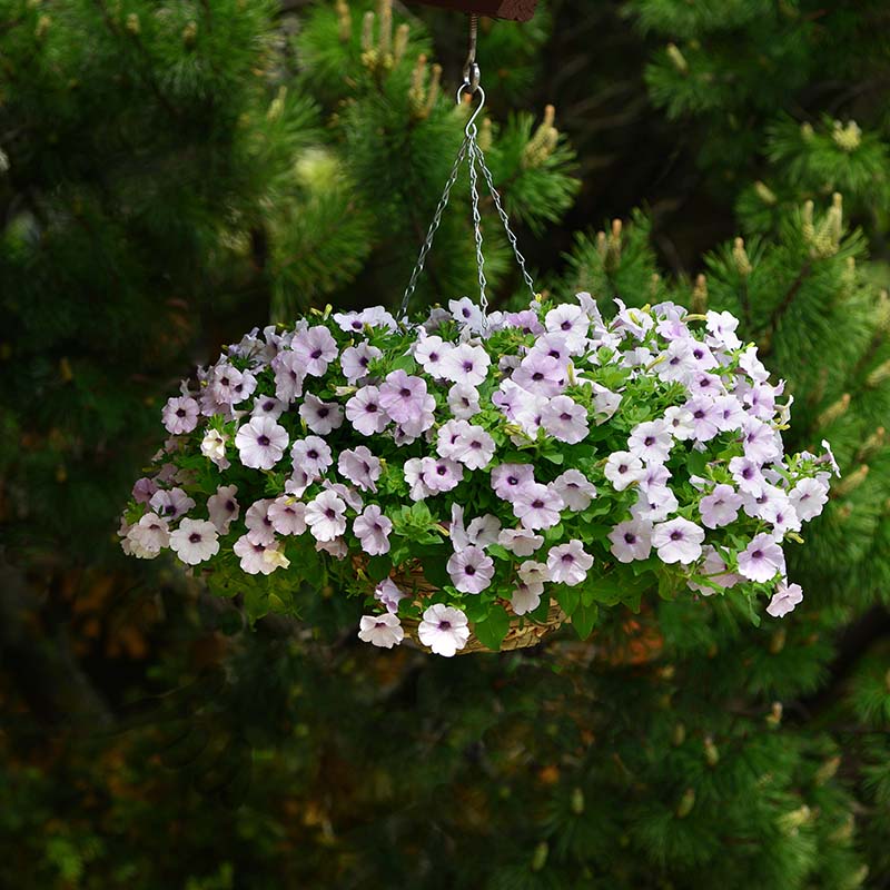 Petunia Easy Wave Silver F1 hybrid for Hanging Baskets/Pots ( spreads upto  3 feet )