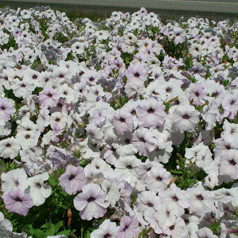 Petunia Easy Wave Silver F1 hybrid for Hanging Baskets/Pots ( spreads upto  3 feet )