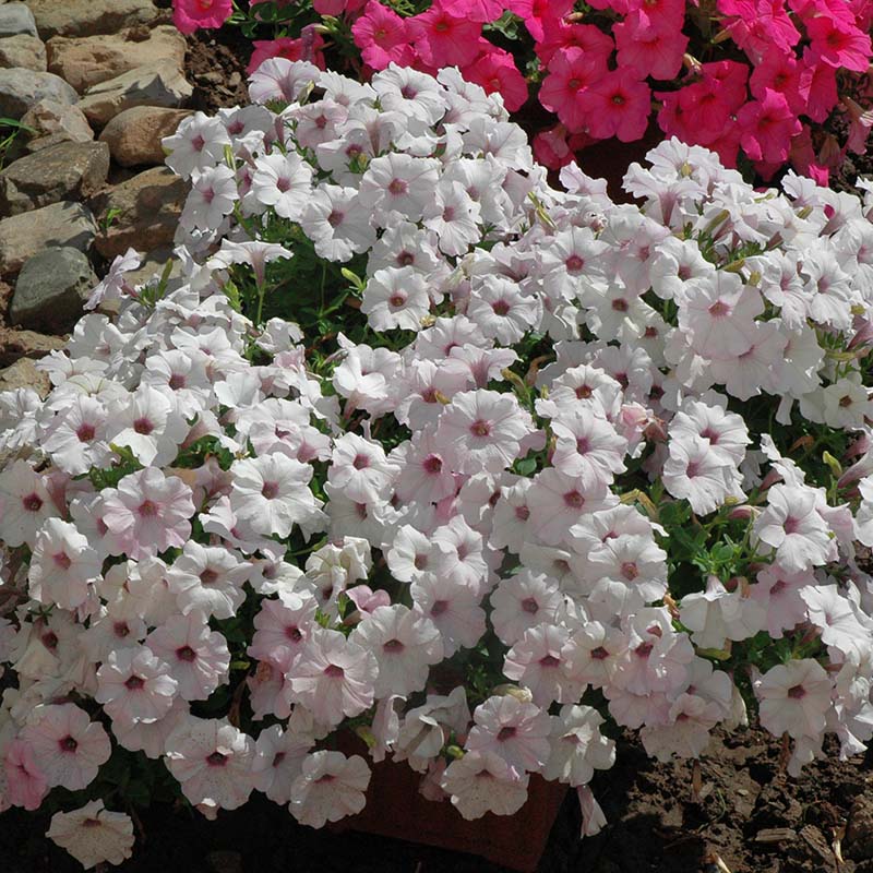 Petunia Easy Wave Silver F1 hybrid for Hanging Baskets/Pots ( spreads upto  3 feet )