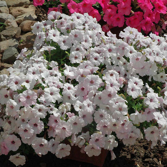 Petunia Easy Wave Silver F1 hybrid for Hanging Baskets/Pots ( spreads upto  3 feet )
