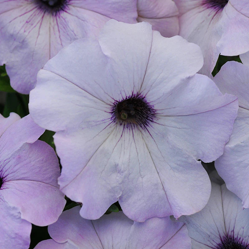 Petunia Easy Wave Silver F1 hybrid for Hanging Baskets/Pots ( spreads upto  3 feet )