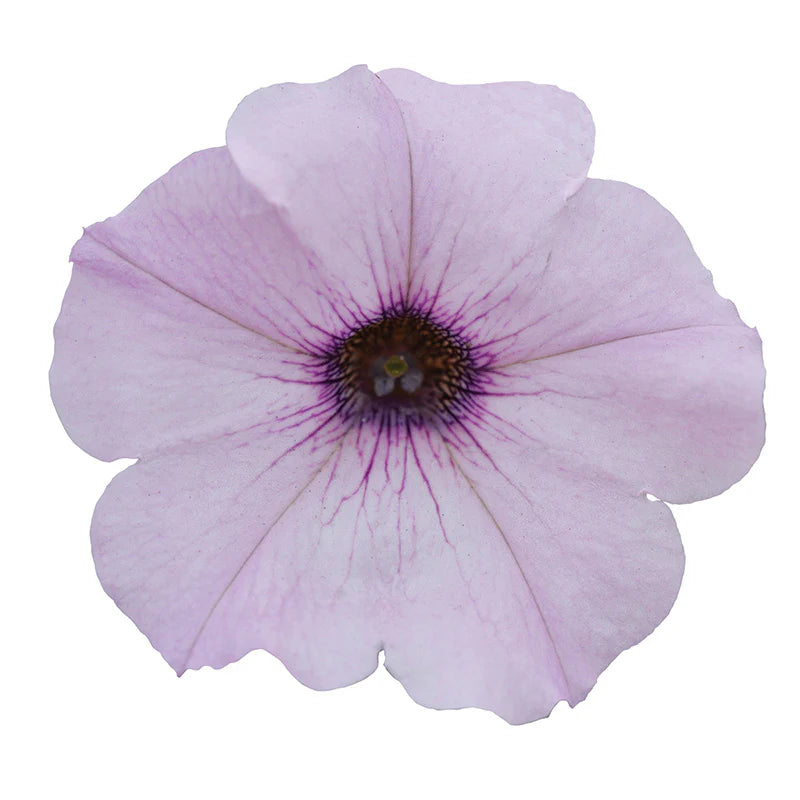 Petunia Easy Wave Silver F1 hybrid for Hanging Baskets/Pots ( spreads upto  3 feet )