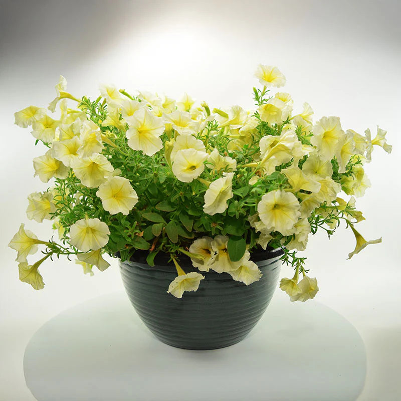 Petunia Easy Wave Yellow F1 hybrid for hanging baskets/pots ( spreads upto  3 feet )