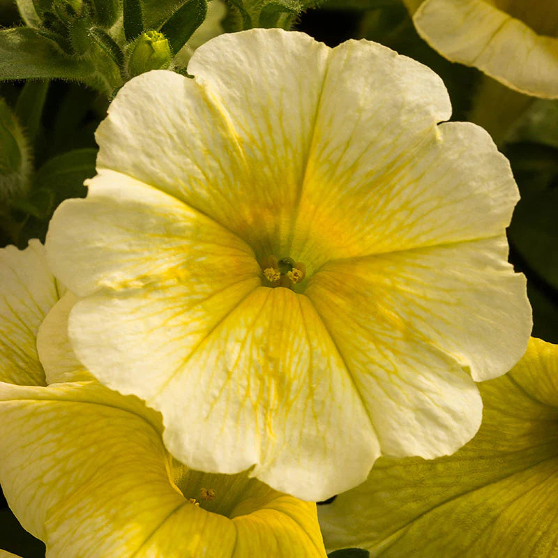 Petunia Easy Wave Yellow F1 hybrid for hanging baskets/pots ( spreads upto  3 feet )