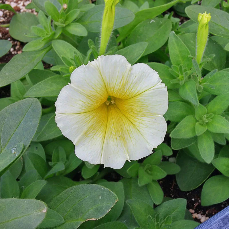Petunia Easy Wave Yellow F1 hybrid for hanging baskets/pots ( spreads upto  3 feet )
