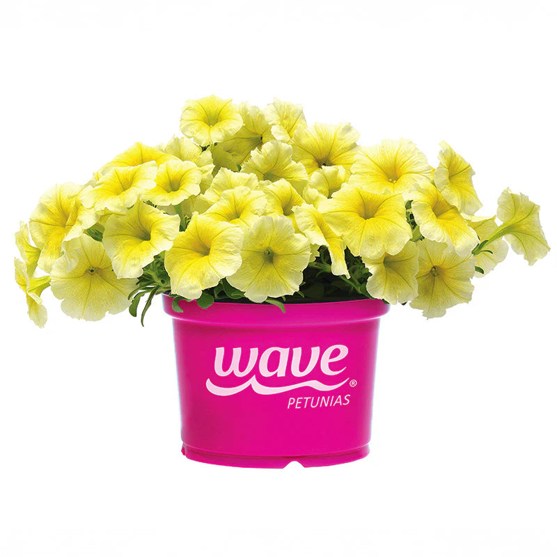 Petunia Easy Wave Yellow F1 hybrid for hanging baskets/pots ( spreads upto  3 feet )