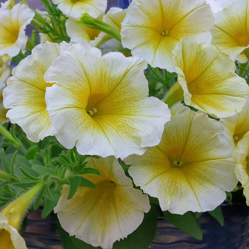 Petunia Easy Wave Yellow F1 hybrid for hanging baskets/pots ( spreads upto  3 feet )