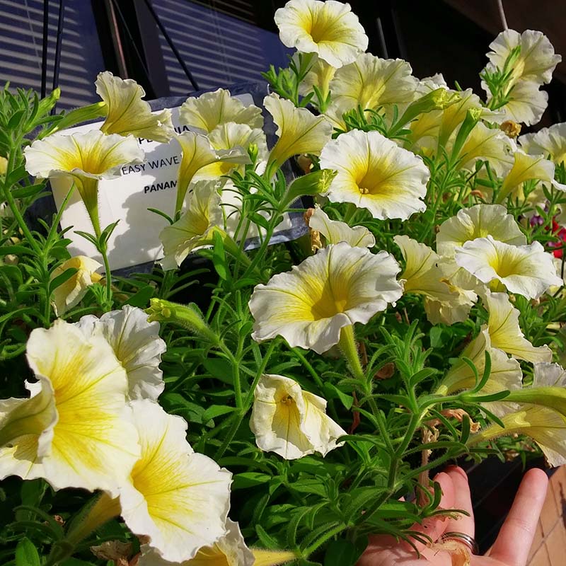 Petunia Easy Wave Yellow F1 hybrid for hanging baskets/pots ( spreads upto  3 feet )
