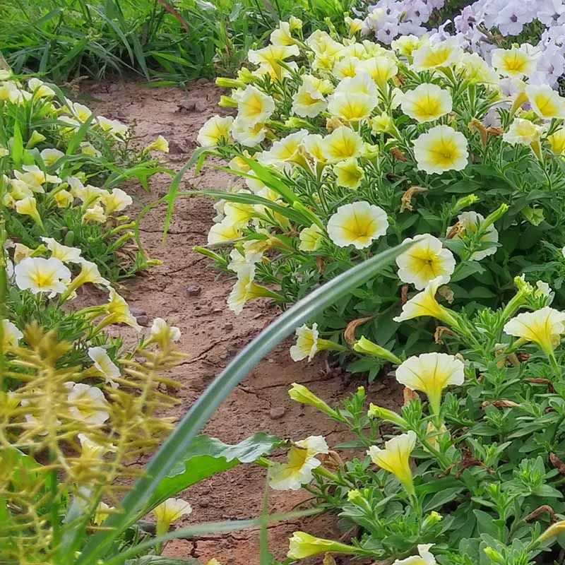 Petunia Easy Wave Yellow F1 hybrid for hanging baskets/pots ( spreads upto  3 feet )