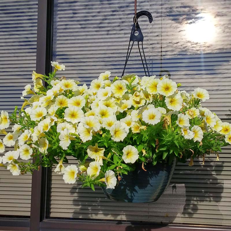 Petunia Easy Wave Yellow F1 hybrid for hanging baskets/pots ( spreads upto  3 feet )