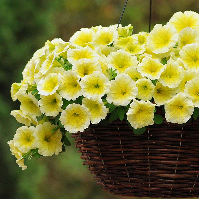 Petunia Easy Wave Yellow F1 hybrid for hanging baskets/pots ( spreads upto  3 feet )