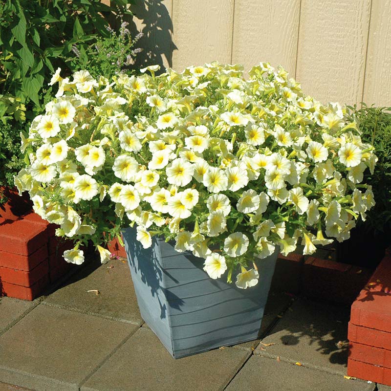 Petunia Easy Wave Yellow F1 hybrid for hanging baskets/pots ( spreads upto  3 feet )