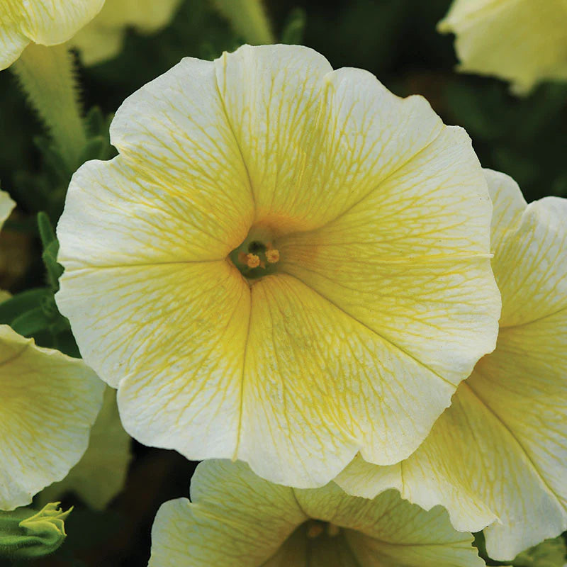 Petunia Easy Wave Yellow F1 hybrid for hanging baskets/pots ( spreads upto  3 feet )