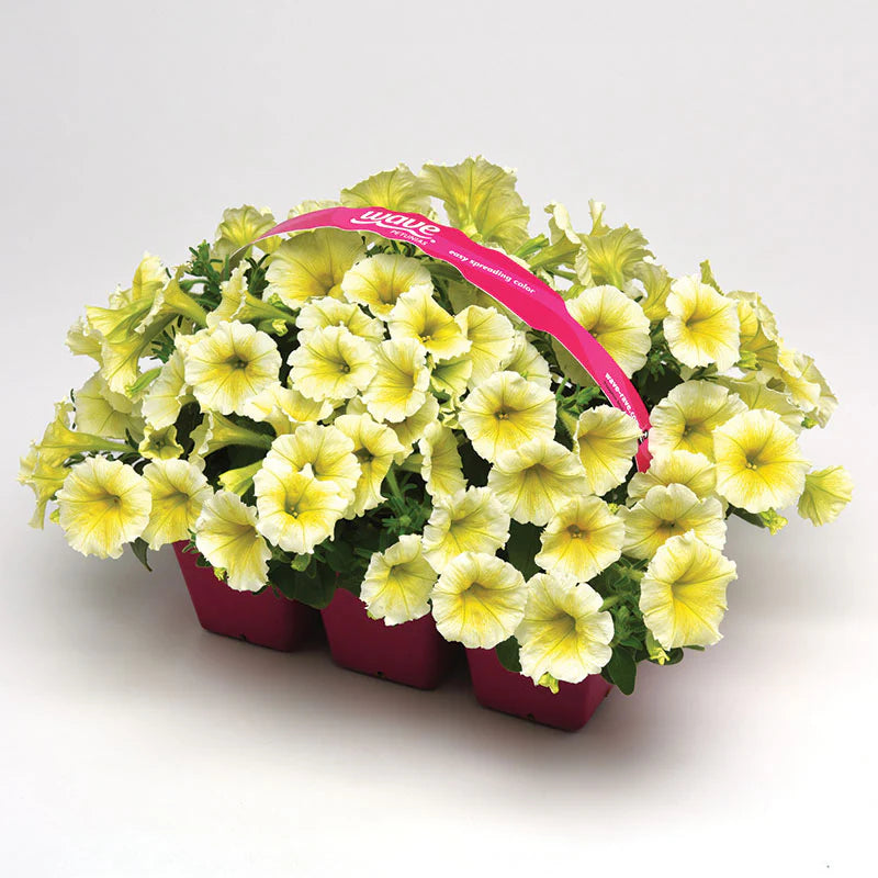 Petunia Easy Wave Yellow F1 hybrid for hanging baskets/pots ( spreads upto  3 feet )