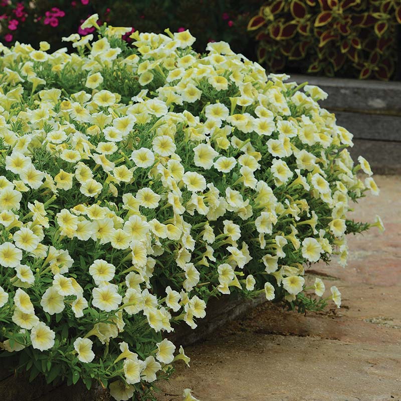 Petunia Easy Wave Yellow F1 hybrid for hanging baskets/pots ( spreads upto  3 feet )
