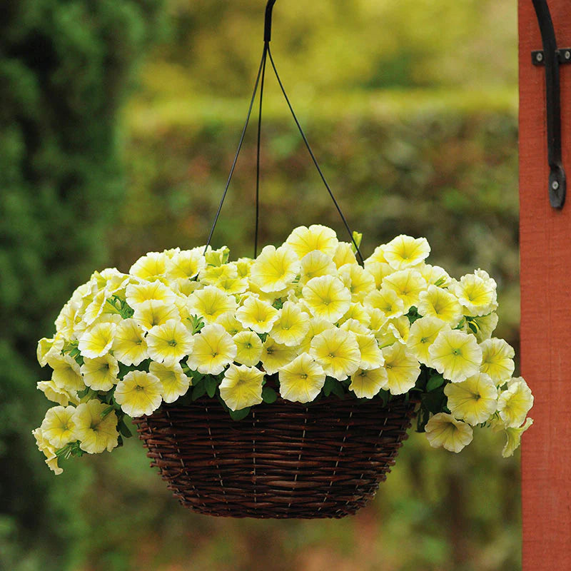 Petunia Easy Wave Yellow F1 hybrid for hanging baskets/pots ( spreads upto  3 feet )