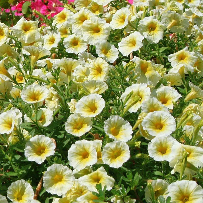 Petunia Easy Wave Yellow F1 hybrid for hanging baskets/pots ( spreads upto  3 feet )