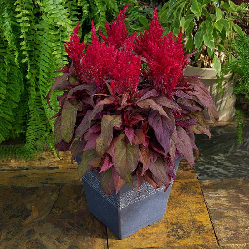 Red Celosia Dragon