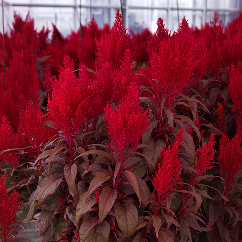 Red Celosia Dragon