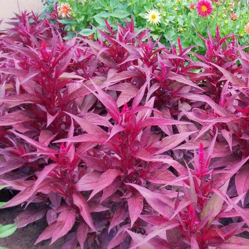 Red Celosia Dragon