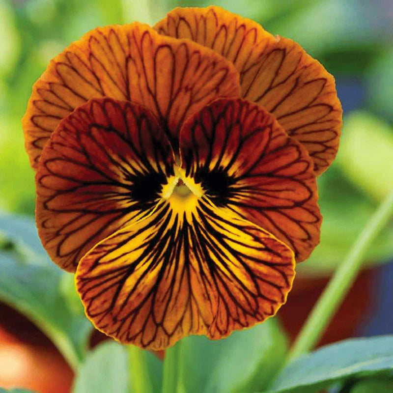 Viola Angel Tiger Eye Red F1