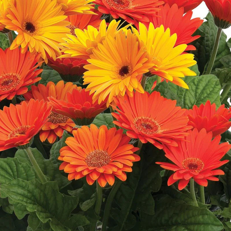 Gerbera Majorette Mix F1