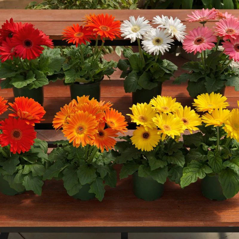 Gerbera Majorette Mix F1