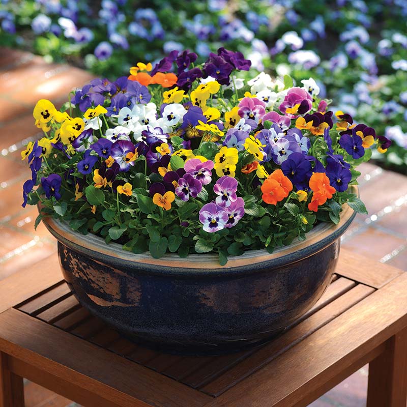 Viola Sorbet Mix F1
