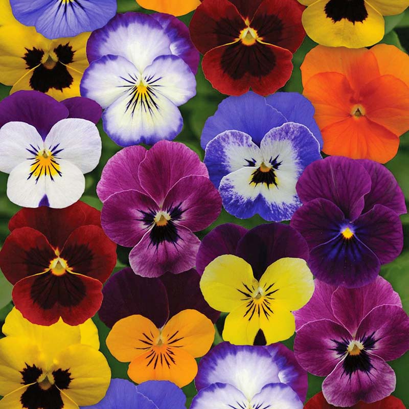 Viola Sorbet Mix F1