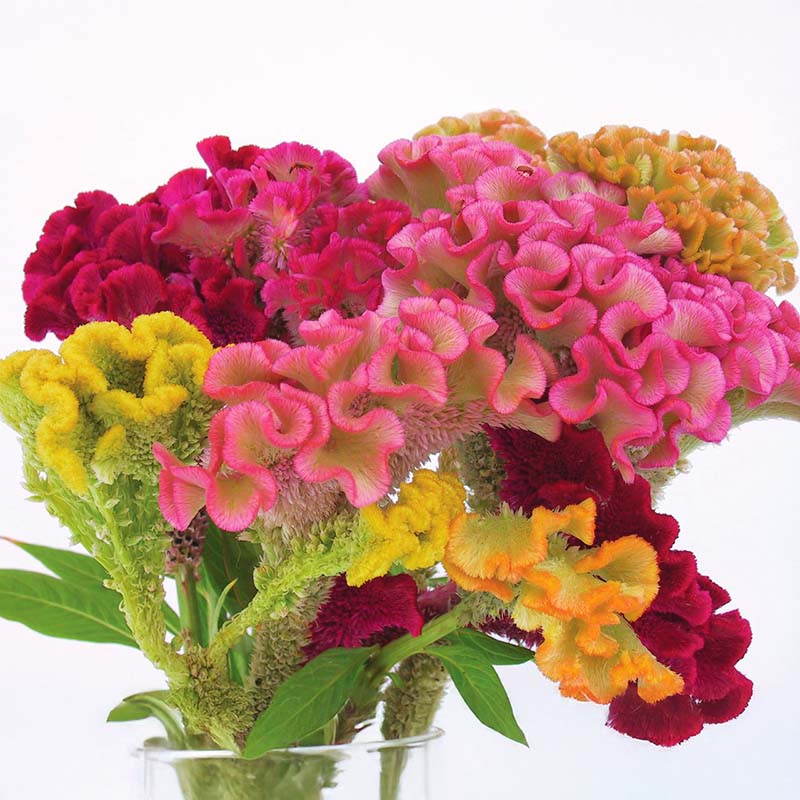 Celosia Supercrest Mix