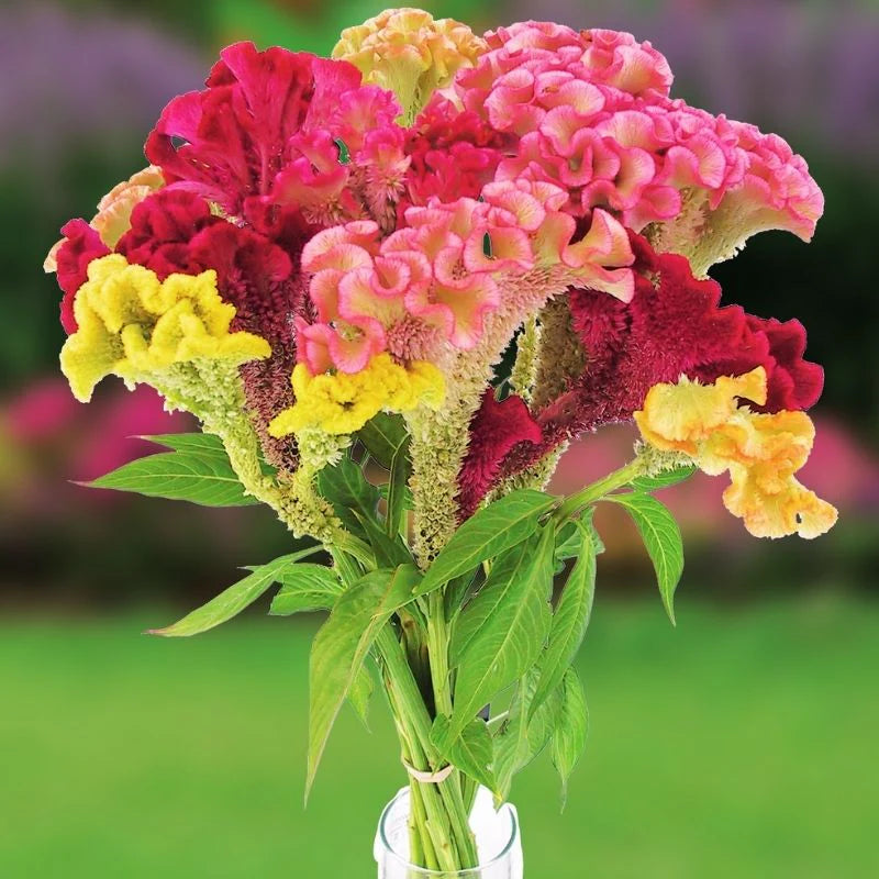 Celosia Supercrest Mix