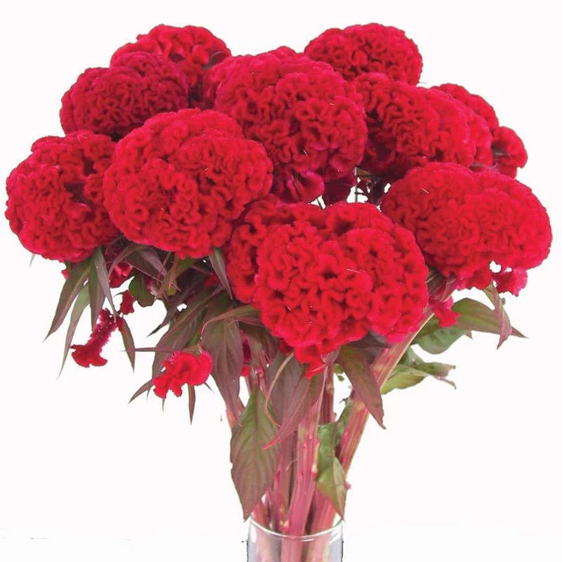 Celosia Chief Red Flame