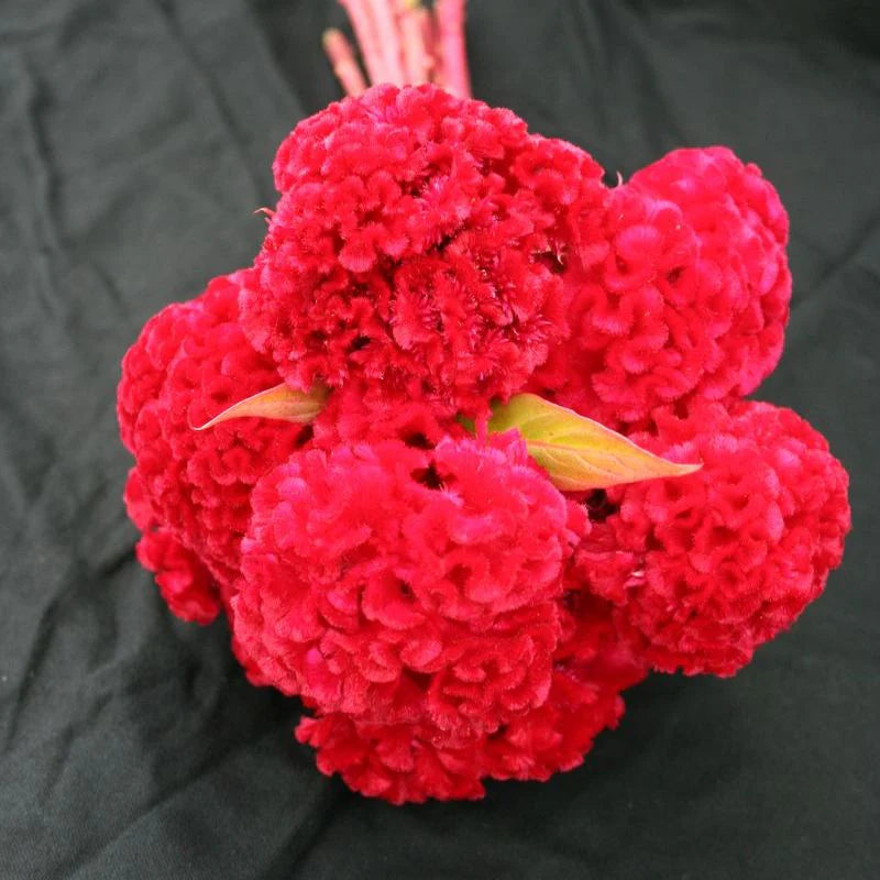 Celosia Chief Red Flame