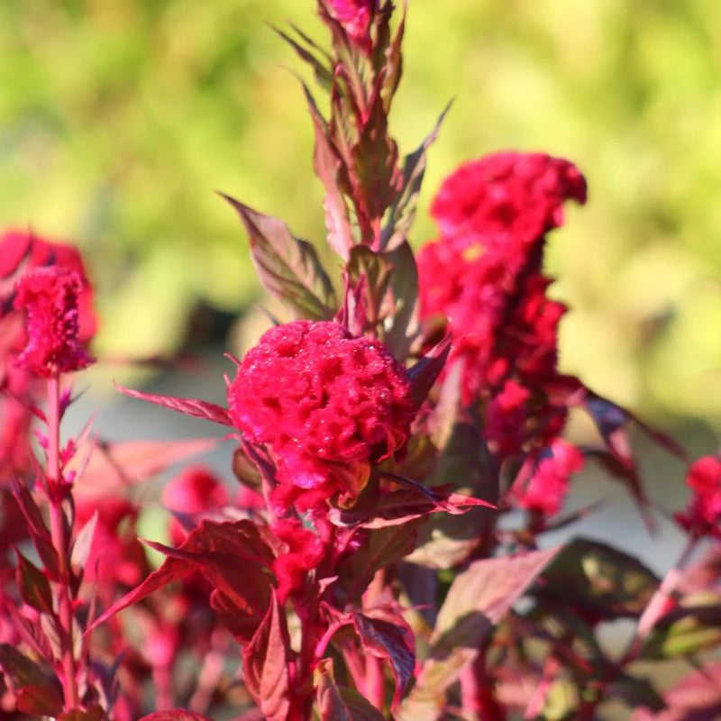 Celosia Chief Red Flame