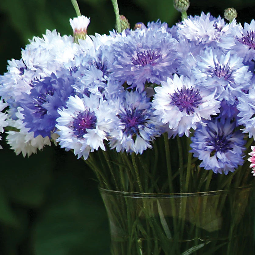 Centaurea Classic Fantastic