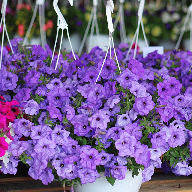 Petunia Evening Scentsation hybrid for hanging baskets/Pots ( spreads upto  3 feet )