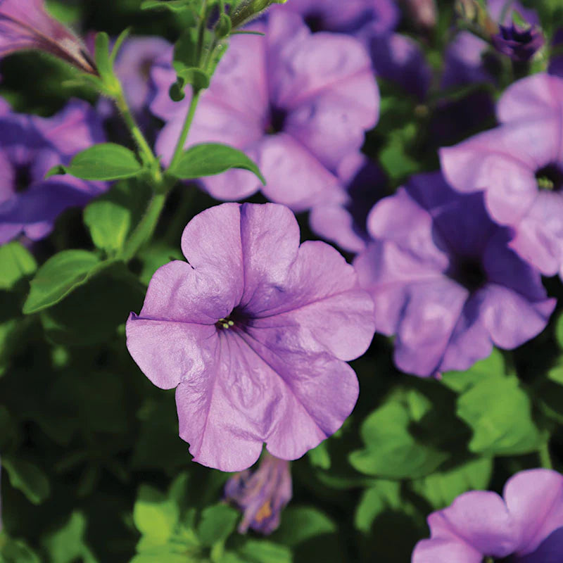Petunia Evening Scentsation hybrid for hanging baskets/Pots ( spreads upto  3 feet )