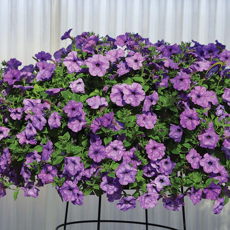 Petunia Evening Scentsation hybrid for hanging baskets/Pots ( spreads upto  3 feet )