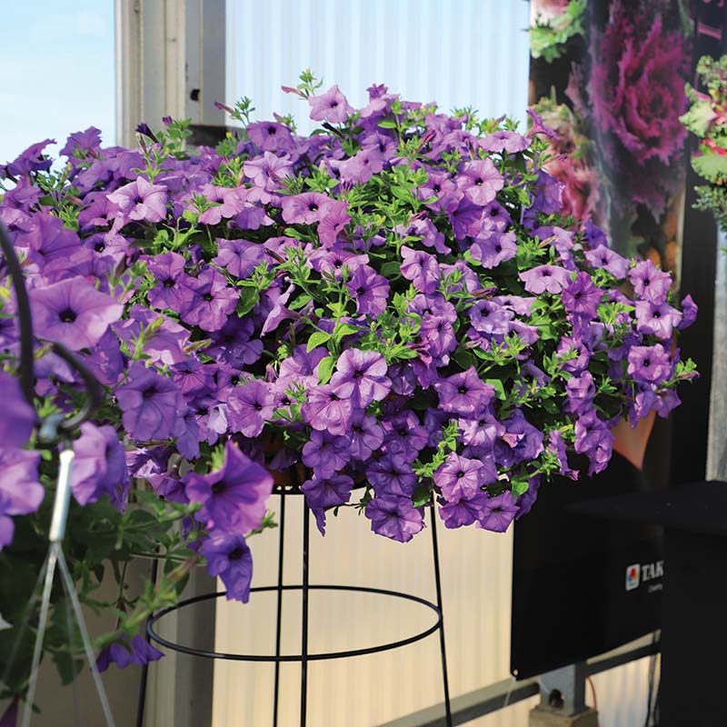 Petunia Evening Scentsation hybrid for hanging baskets/Pots ( spreads upto  3 feet )