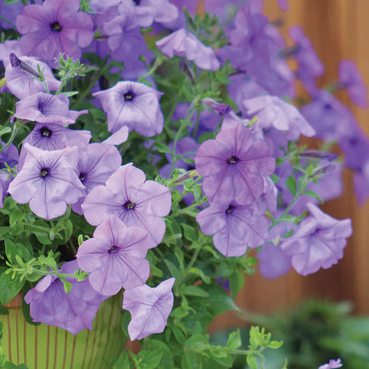 Petunia Evening Scentsation hybrid for hanging baskets/Pots ( spreads upto  3 feet )