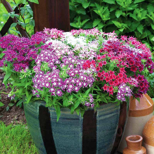 Phlox Popstars Mix F1