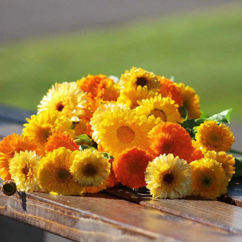 Calendula Kinglet Formula Mix