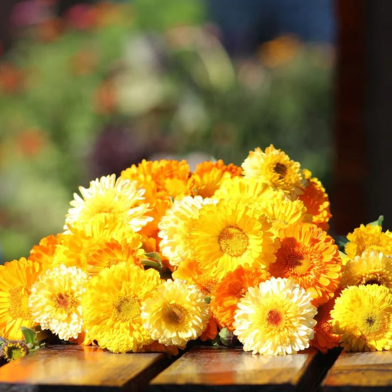 Calendula Kinglet Formula Mix