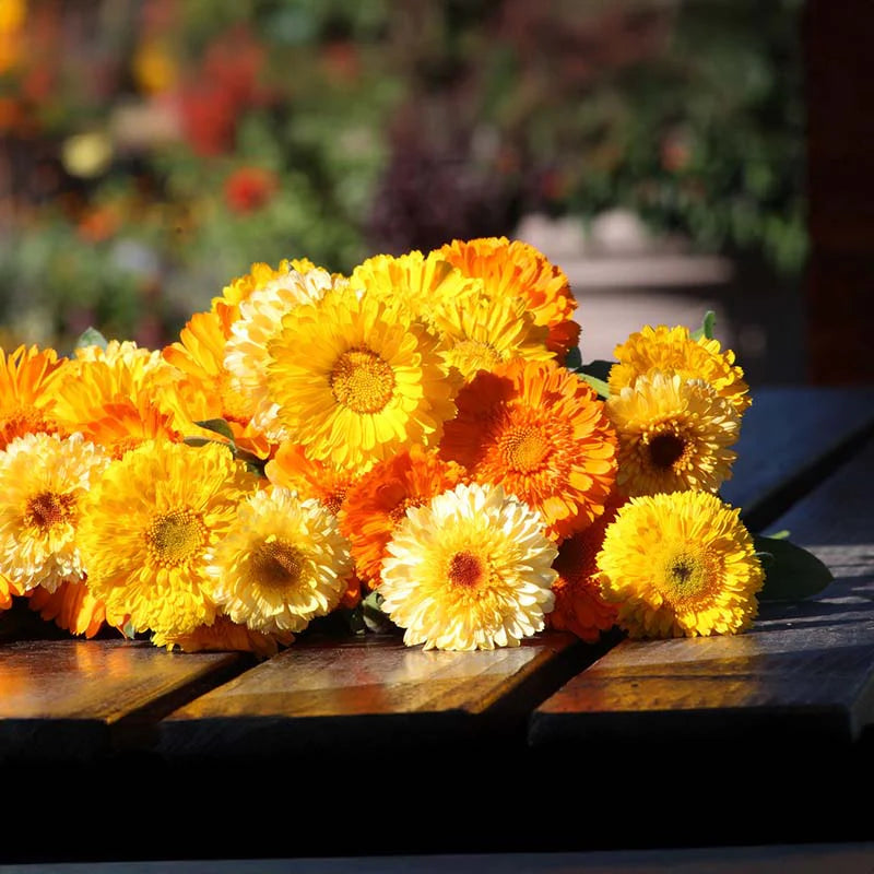 Calendula Kinglet Formula Mix