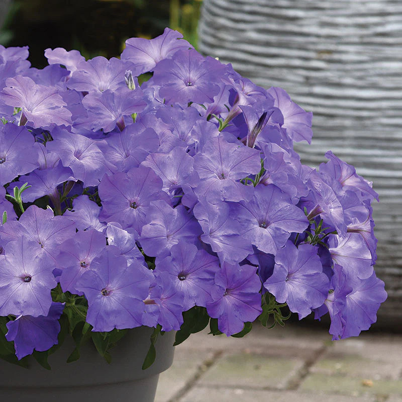 Petunia Easy Wave Lavender Sky Blue F1 hybrid for Hanging Baskets/Pots ( spreads upto  3 feet )