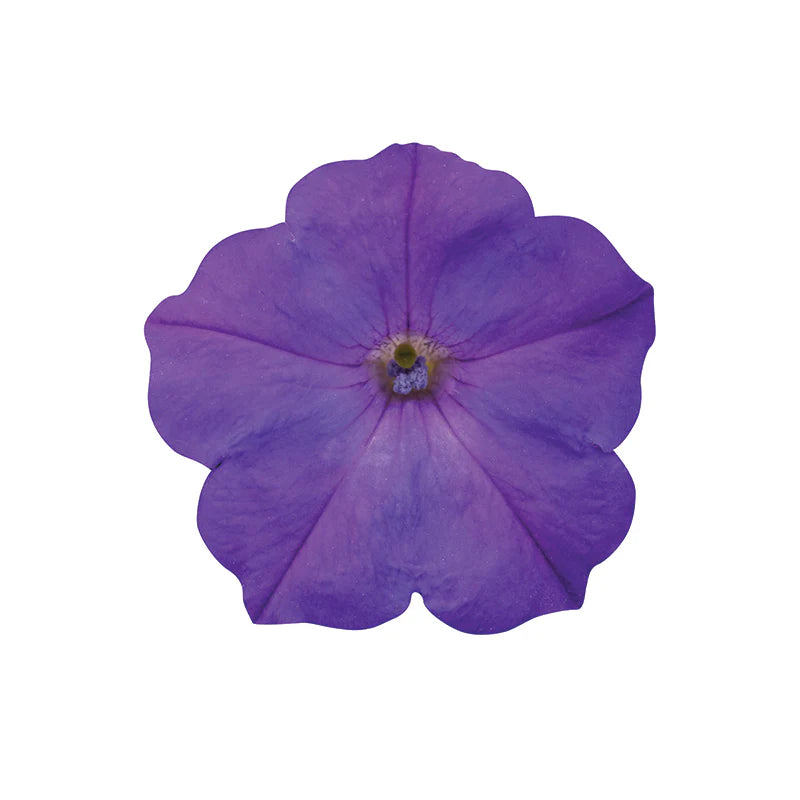 Petunia Easy Wave Lavender Sky Blue F1 hybrid for Hanging Baskets/Pots ( spreads upto  3 feet )