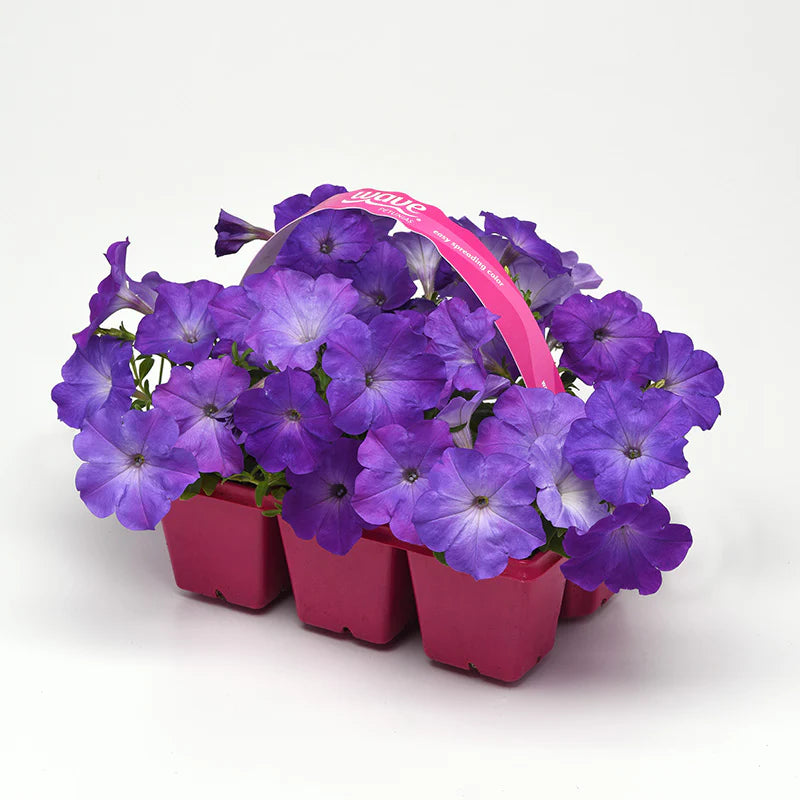 Petunia Easy Wave Lavender Sky Blue F1 hybrid for Hanging Baskets/Pots ( spreads upto  3 feet )